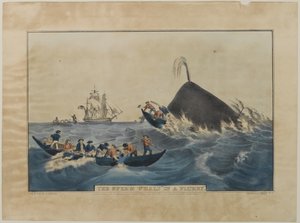 The Sperm Whale in a Flurry